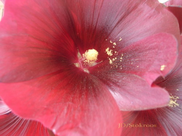 Stokrozen tuin Egypte