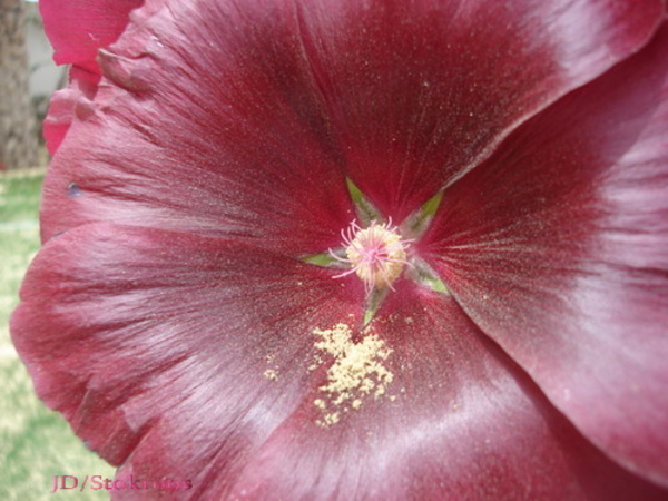 Stokrozen tuin Egypte