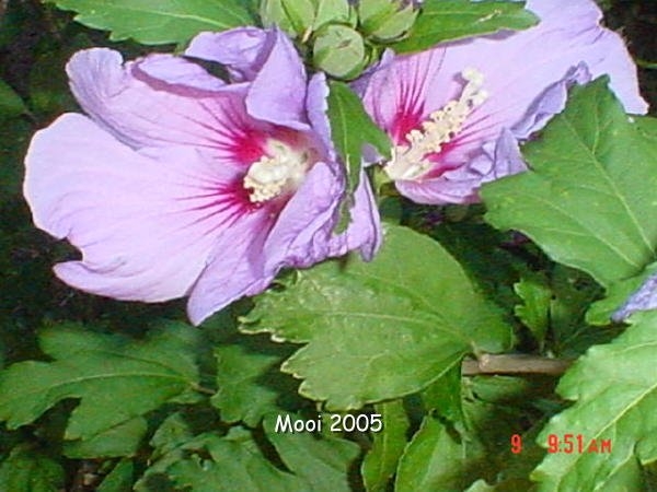 Stokrozen tuin Nederland