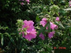 Stokrozen tuin Nederland