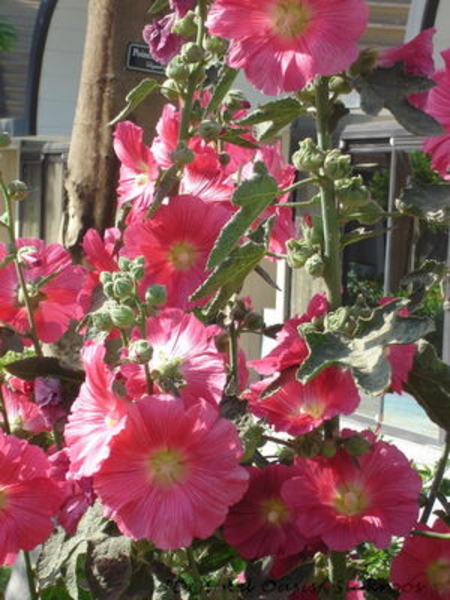 Stokrozen tuin Egypte