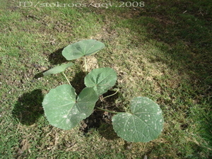 stokroos uit Nederland