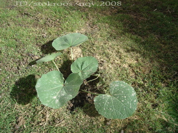 stokroos uit Nederland