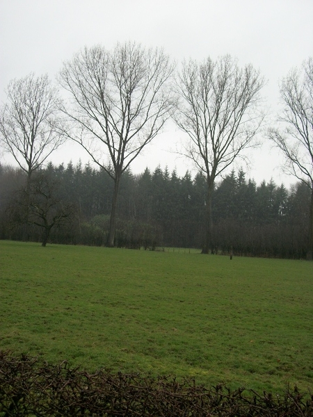 016-Chartreuzinnenbos