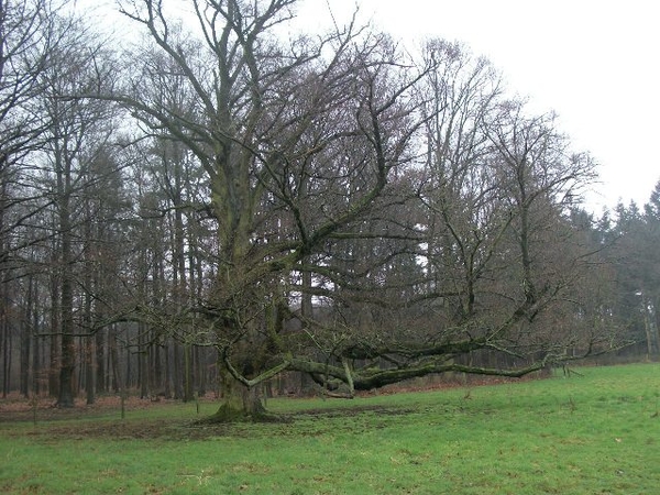 075-Tillegembos 117ha groot