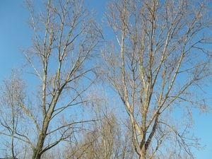 BOMEN ONDER DE AZUURBLAUWE HEMEL