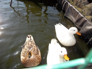 ALLE EENDJES ZWEMMEN IN HET WATER