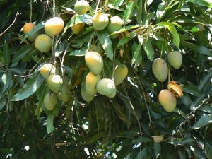 Mango