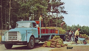 DAF-A16