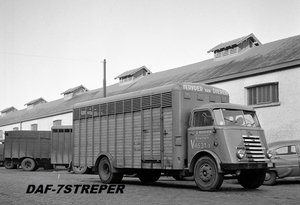 DAF-7Streper