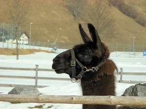 Lama van het hotel