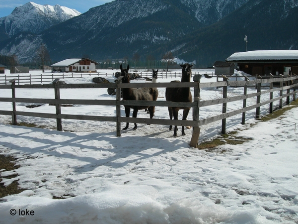 Elbigenalp (16)