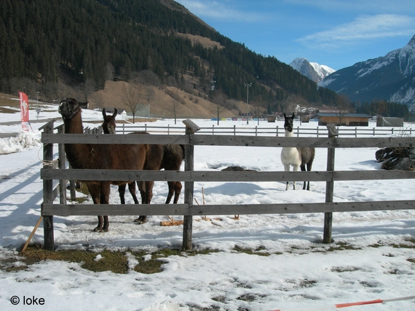 Elbigenalp (17)