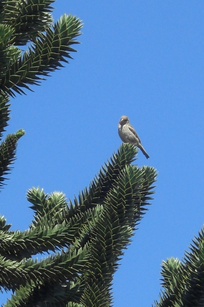 Hoog boven de bomen uit