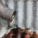 detail, de sneeuw smelt