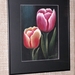 Tulpen