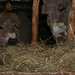 Kerststal 2010 08
