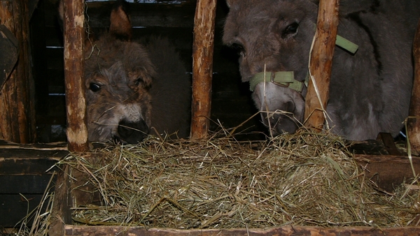 Kerststal 2010 08