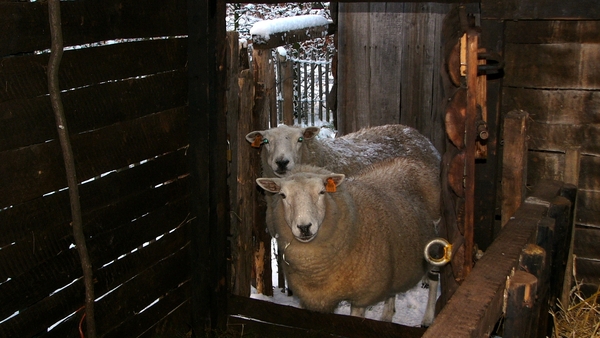 Kerststal 2010 10