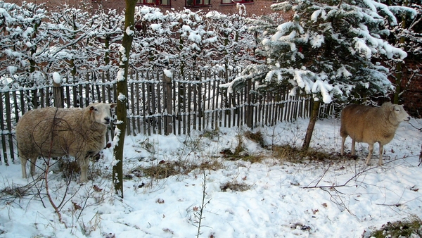 Kerststal 2010 11