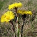 Hoefblad (Klein -) 001
