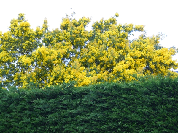 mimosa boom in bloei