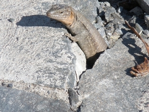 hagedis charca de maspalomas