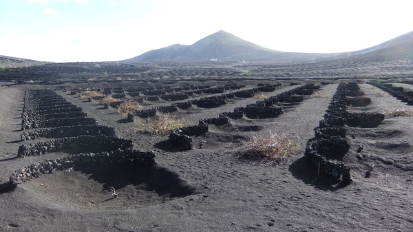 dit is een wijngaard !