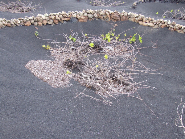 Een druivenstruik (in februari nog niet veel van te zien)