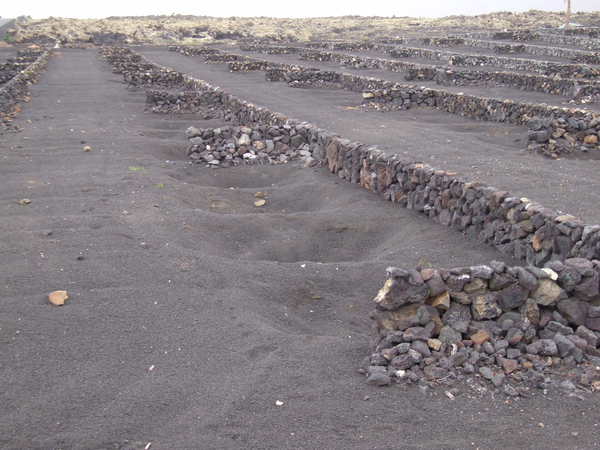 druiven kweken in lavagrond ?