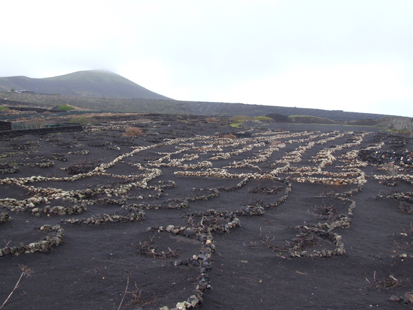 LA GERIA - de wijnstreek