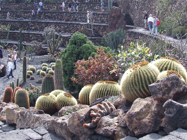 Niet te missen voor de cactusliefhebber