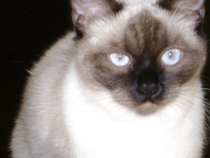 kat2