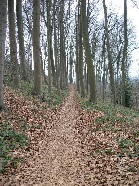 043-Scherpenberg bos