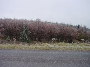 DSC00001