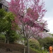 Kagoshima Japan - Senganen Garden