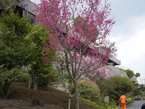 Kagoshima Japan - Senganen Garden