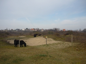 110320.OOSTDUINKERKE 008