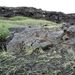 IJSLAND 300pic  0009