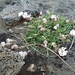 IJSLAND 300pic  0010
