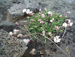 IJSLAND 300pic  0010