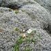 IJSLAND 300pic  0013