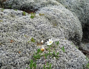 IJSLAND 300pic  0013