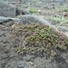 IJSLAND 300pic  0014