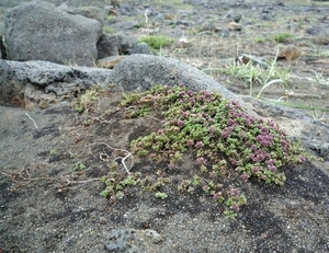 IJSLAND 300pic  0014