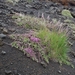 IJSLAND 300pic  0021