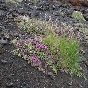 IJSLAND 300pic  0021