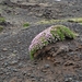 IJSLAND 300pic  0023