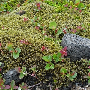 IJSLAND 300pic  0024