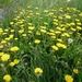IJSLAND 300pic  0047